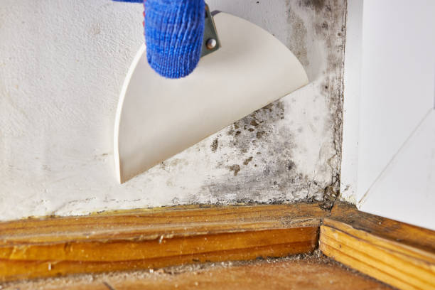 Best Biohazard Mold Removal  in Green Valley, MD